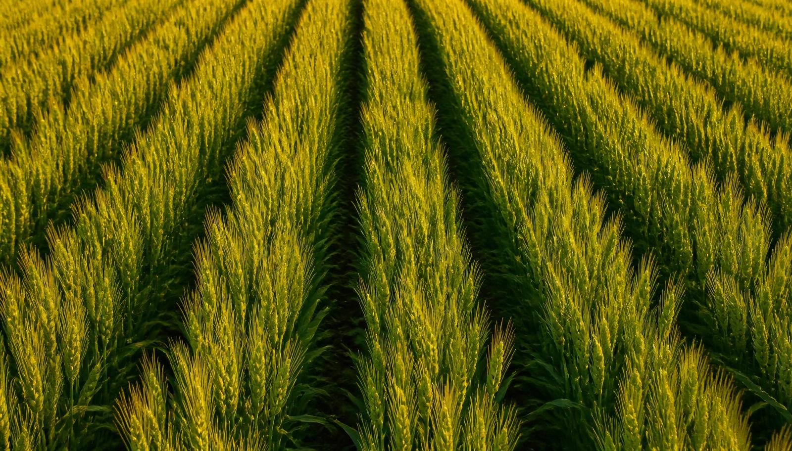 Rows of healthy cereal crop in a cultivated field
